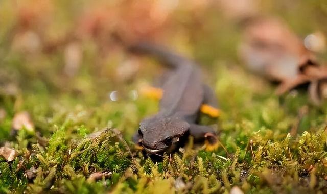 野外仅存600多只！浙江4人徒手抓26只，价值10多万