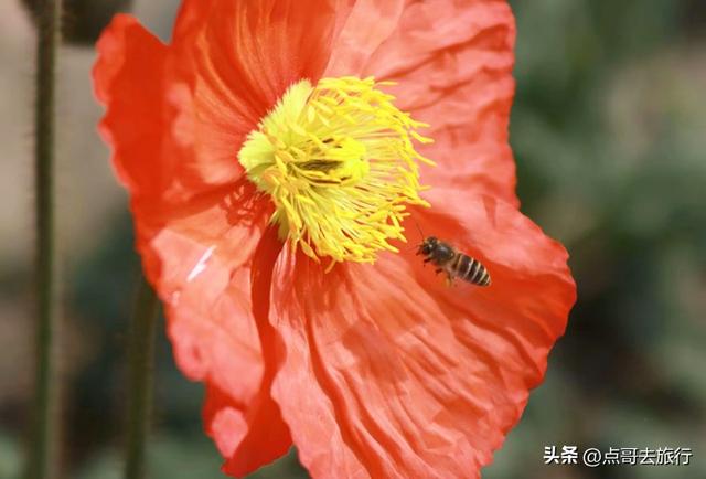 成都最美的虞美人花开了，美丽又壮观，给人震撼的视觉冲击力！