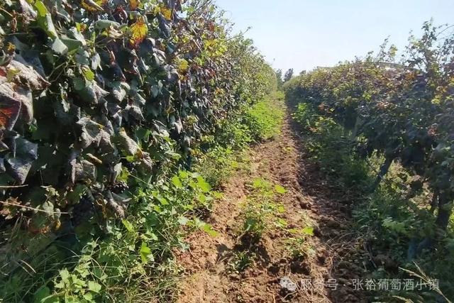 室外免费啦！烟台避暑家庭游圣地——张裕柳林河谷景区焕新升级
