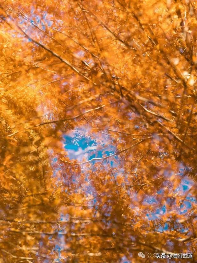 邂逅初冬醉美泽雅风情!藏于乡野的冬日艳遇,每个转角都有惊喜!