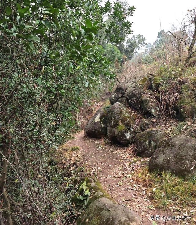 成都龙泉山冷门徒步路线，大片桉树林超美，不要门票，野趣十足！
