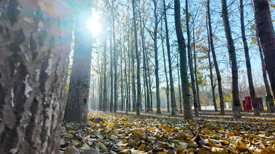 顺义白杨林：把冬日浅金，织进一帧鎏金诗篇里
