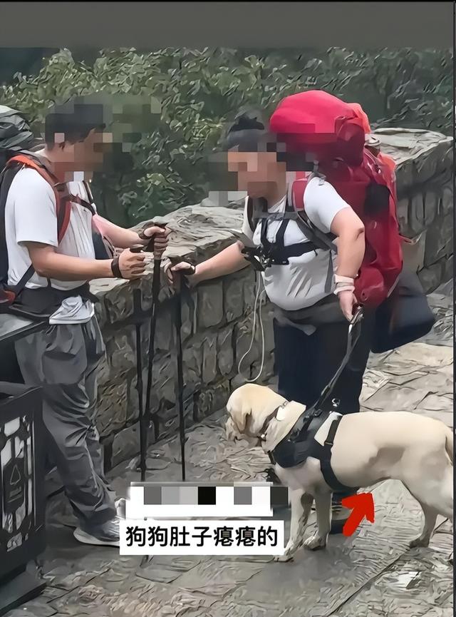 带导盲犬爬泰山的夫妻被网友批评，导盲犬芬迪看着非常累