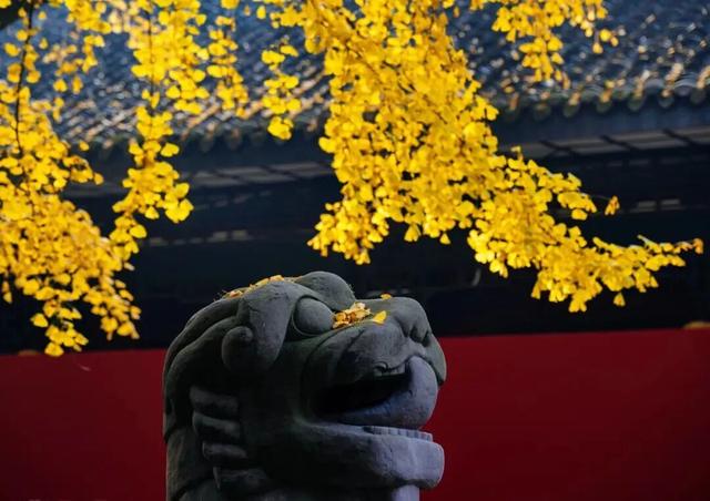 价格“大跳水”！飞飞飞成都体验新！玩！法