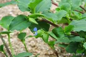 “饭包草”又叫“生力草”，​有增强食欲的疗效，来了解一下吧！图片