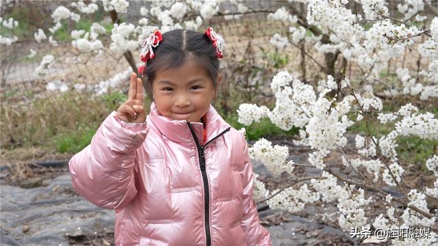 多彩旌阳｜双东樱桃花竞相绽放 绘就春日绚丽美景