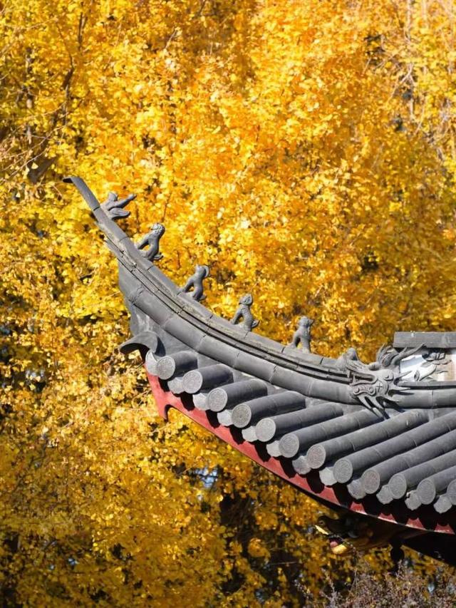 比青山湖人少，比湘湖低调，杭州东北藏着一条“银杏+水杉”组合路线！