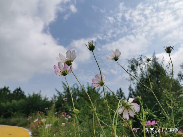 秋季艳丽的花