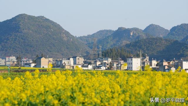 罗平：油菜花梯次绽放 向人们发出春天的邀请