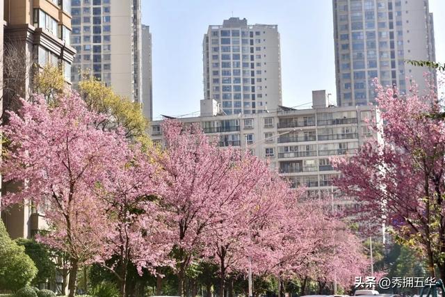 冬日美景在五华｜在暖冬赴一场粉色的冬樱花之约