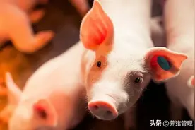 板青颗粒在养猪生产中的运用技术图片