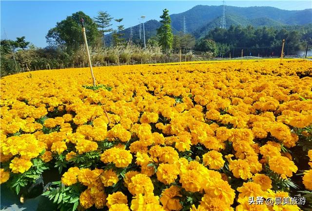 金秋佛山簪花觅花香，如果您是大男人，愿意头上戴花出游吗？