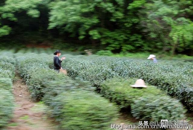 杭州324路公交车沿途风光（皖浙沪旅游122）