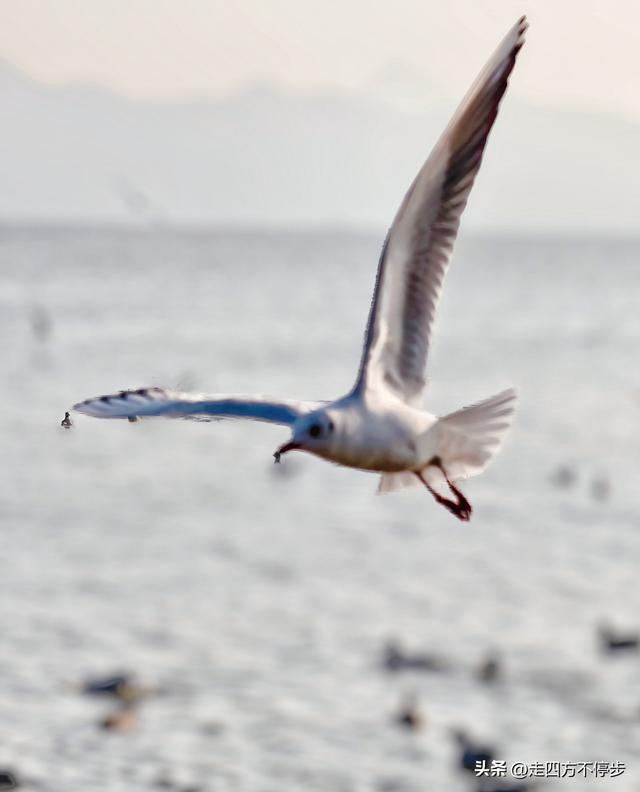 深圳湾观鸟：海舞鸟歌映盛世
