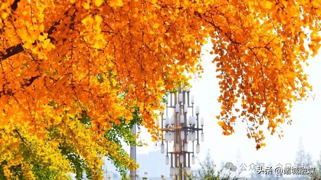 诸城秋浓，如诗如画！