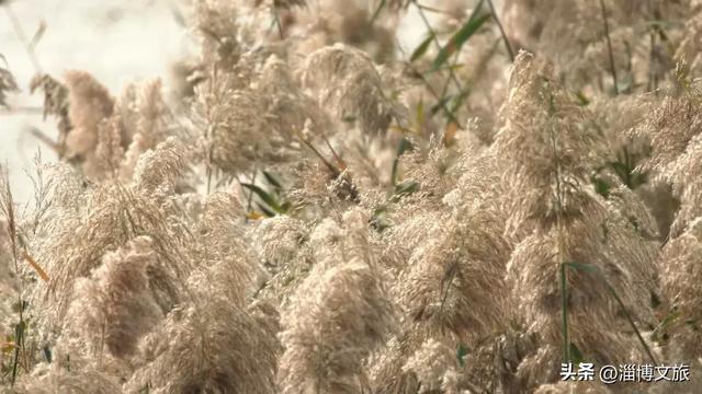 气温骤降8℃,「雪」要来了!在淄博,邂逅一场白色浪漫→