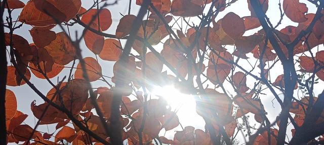 骊山红叶似火 车辆行人如织