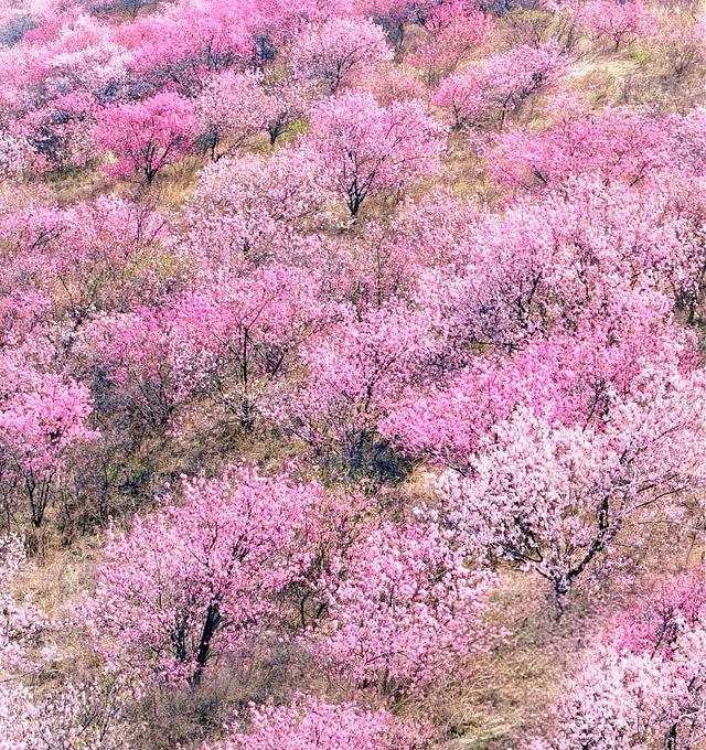 满山野桃花正开！山东一免费桃花山，有小新疆的阴阳坡，没停车费