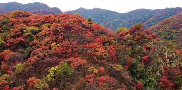红了！淄博绝美红叶季来袭，一景区免费！天晴就出发→