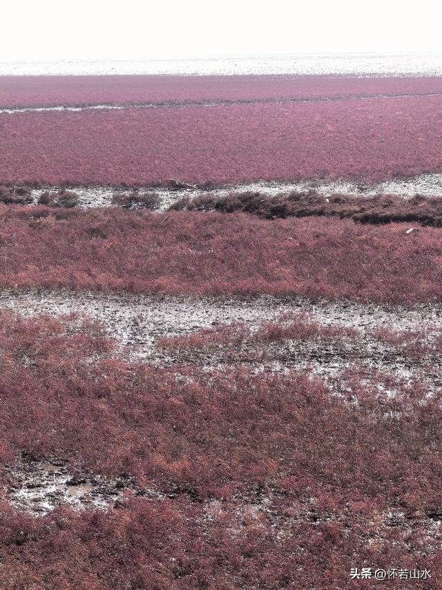 2025辽宁赏秋之旅日记(5)——从本溪前往盘锦 游览红海滩景观