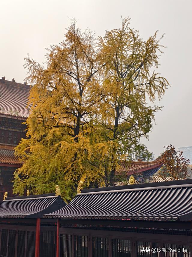 成都徒步（71）·昭觉寺银杏&升仙湖水杉