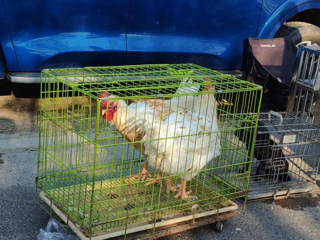 记录德州:岔河河堤上的大集,人山人海,异常热闹