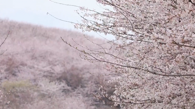 万亩樱雪魅黔中！这片“蓝色星球”最大樱花园竟是如此诞生