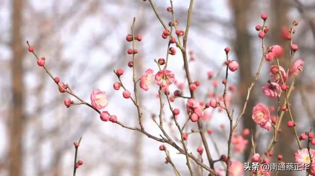 南通冬日“顶流”回归！
