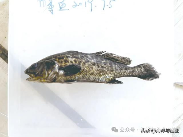 湛江花胶多少钱一斤 湛江花胶产地在哪