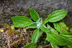 车前草是个宝，很多人都不知道有什么用，看完长见识了图片