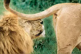 动物交配六亲不认？小雄狮成为狮群的王，会发生近亲繁殖的现象吗图片