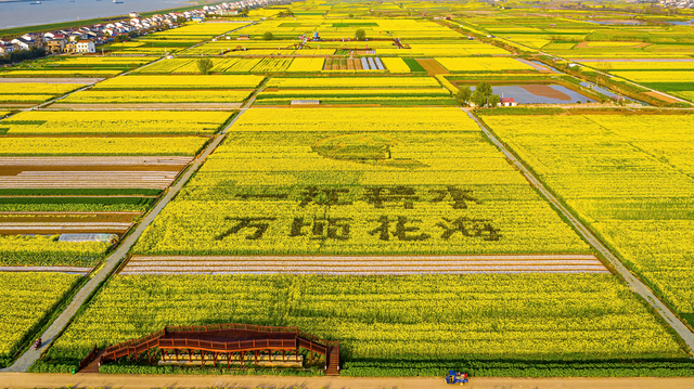 临湘市第七届江南油菜花节3月11日启幕，邀你共赴绚丽春天