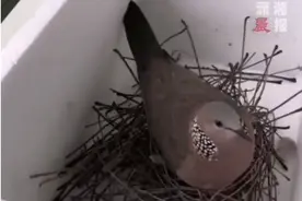 笑发财了！男生挂阳台裤子被鸟筑巢，还下了2蛋，评论区笑麻了图片