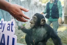 武汉动物园国际志愿者绘制“猩”家园图片