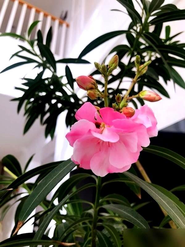 阴花不能进阳宅！这5种花“打死”也不养，家里若有？快挪走！