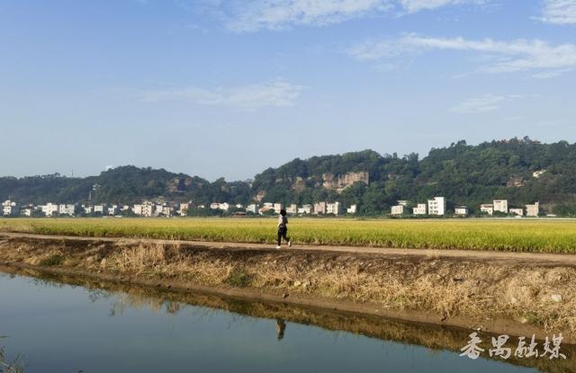 你知不知“稻”？番禺这片稻田美成了童话