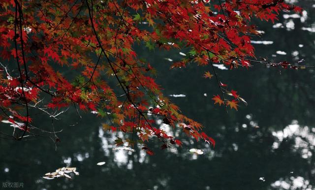 惊喜！杭州2个免费地方的枫叶红啦，超美有古韵，秒杀日本浅草寺