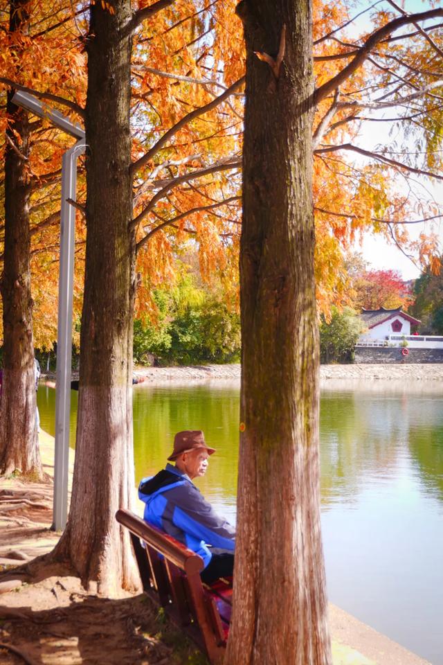 速报!长沙这个地方银杏浓度达100%,赏芦苇、砍甘蔗,遛娃惊喜超多