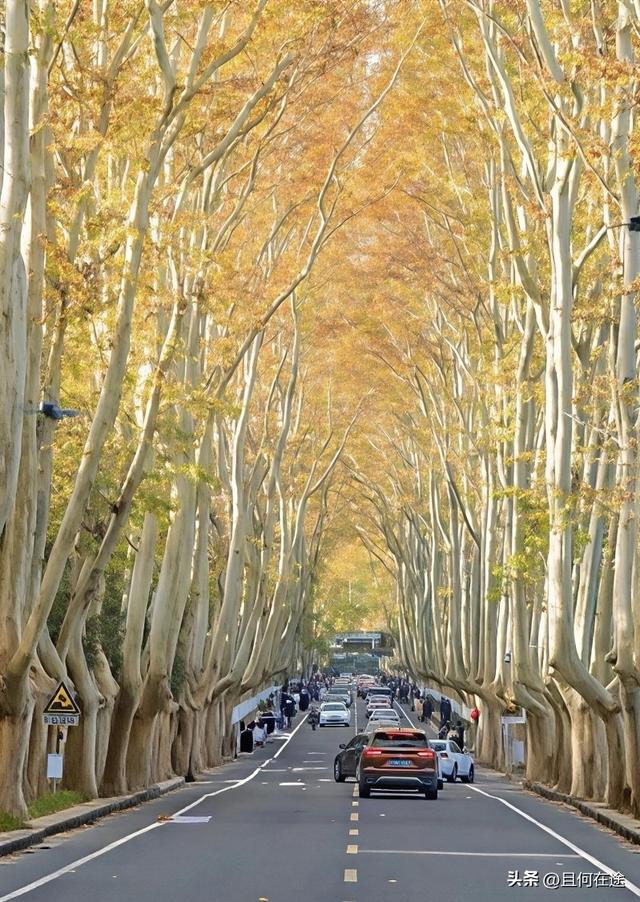 南京C位秋色！陵园路灵谷寺梧桐进入全盛期，错过又等一年