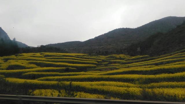 带着孙女去旅行（168）罗平油菜花海游