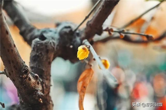 山东的第一波蜡梅开啦！快来邂逅这份冬日限定的浪漫