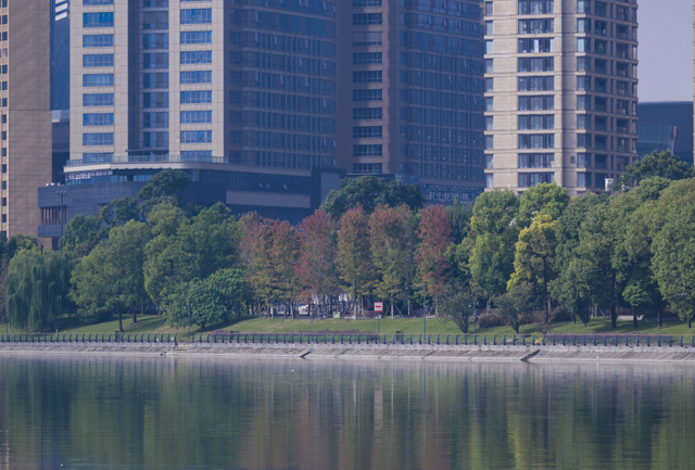 锦江公园秋意浓！红枫银杏作点缀，行走坐卧皆是诗~
