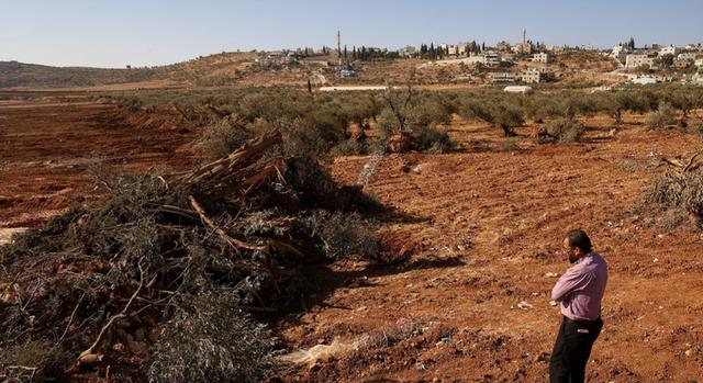 巴勒斯坦七旬农民橄榄林被毁，真相曝光，令人心寒