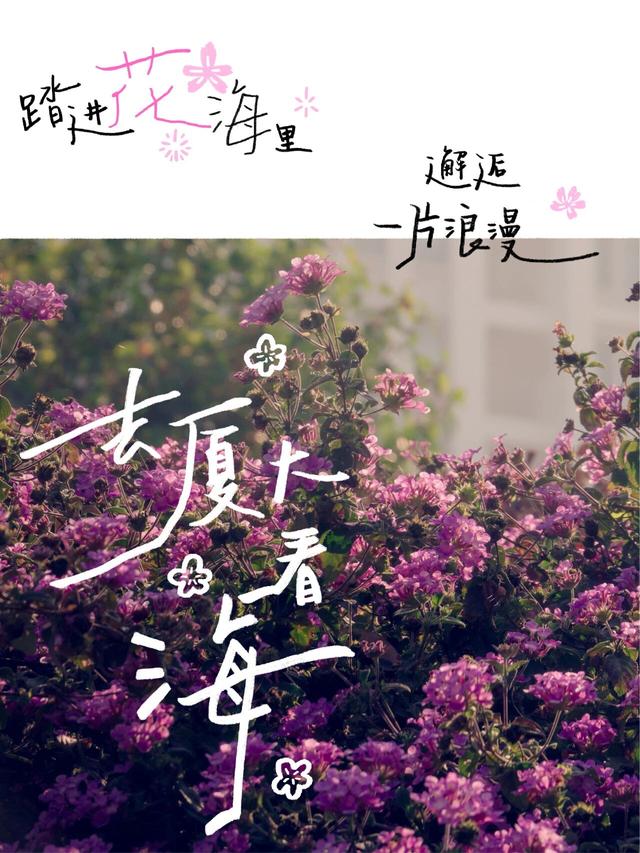 走！去厦大看海！