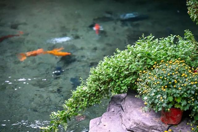 走，去趵突泉！收集秋天最靓的九宫格～