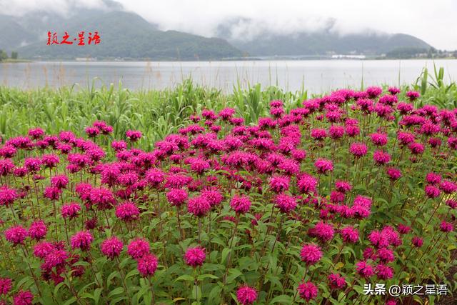 富士山下河口湖，中国商人入籍日本之梦破碎