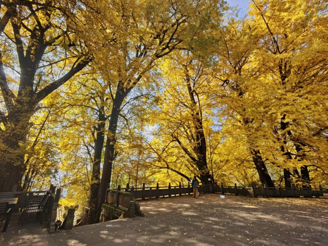 最佳观赏期！雅安的红叶彩林“封神”啦！