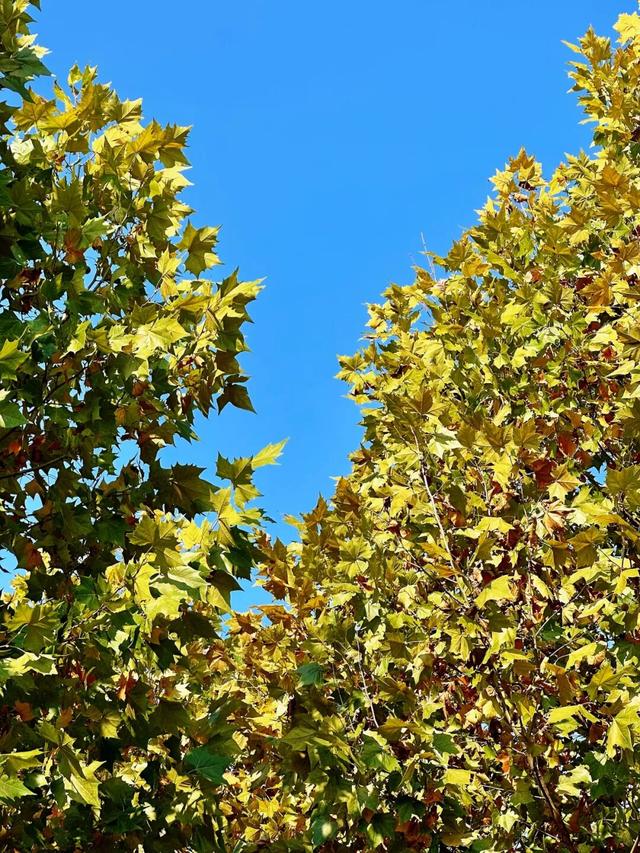 出片率100%！重庆梧桐进入最佳观赏期