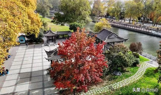 仪征这里的银杏美景醉全城