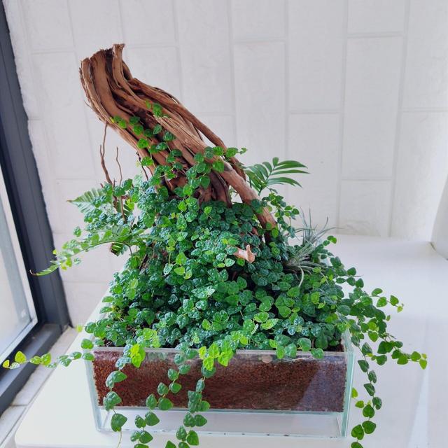 薜荔：从爬藤“活化石”到家居绿墙的养护秘籍